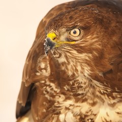 Common Buzzard - Buteo buteo sitting on the snow