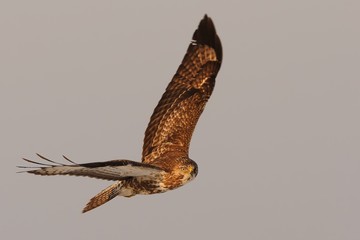 Common Buzzard - Buteo buteo