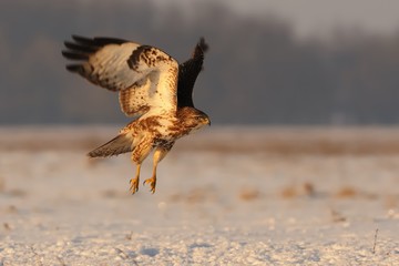 Common Buzzard - Buteo buteo