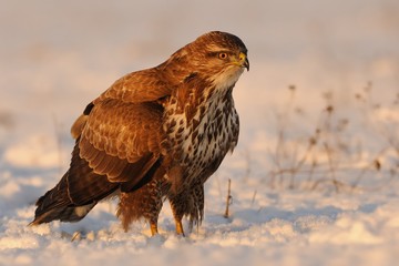 Common Buzzard - Buteo buteo