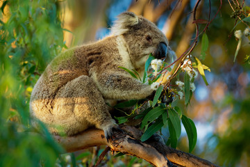 Koala - Phascolarctos cinereus on the tree in Australia