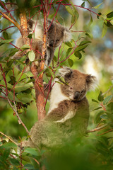 Koala - Phascolarctos cinereus on the tree in Australia