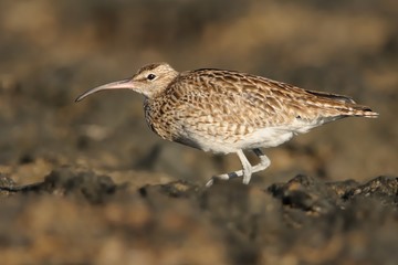 Whimbrel - Numenius phaeopus