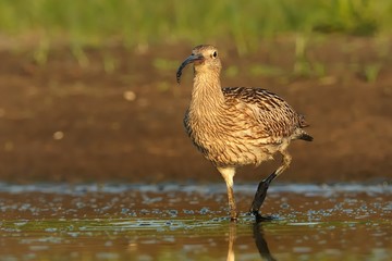 Eurasian Curlew - Numenius arquata standing in water