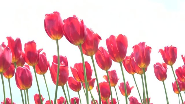 Red tulips waving in the wind, row file