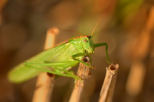 Phaneroptera falcata