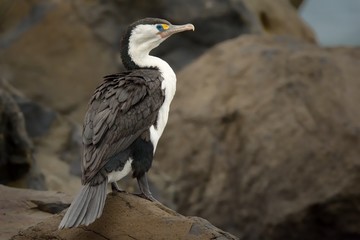 Pied Shag (Phalacrocorax varius) sitting on the rock