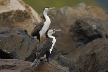 Two Pied Shags (Phalacrocorax varius) sitting on the rock