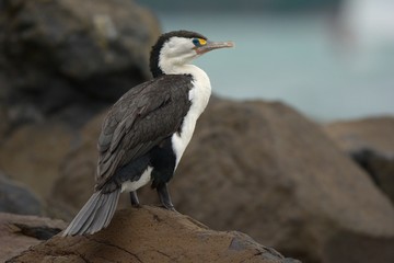 Pied Shag (Phalacrocorax varius) sitting on the rock