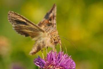 The Silver Y (Autographa gamma) sitting on the purple blossom