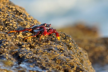 Krab - Grapsus adscensionis © phototrip.cz