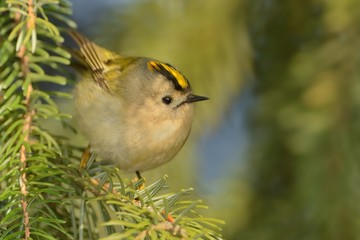 Goldcrest - Regulus regulus