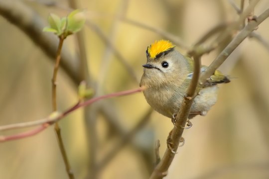 Goldcrest - Regulus Regulus