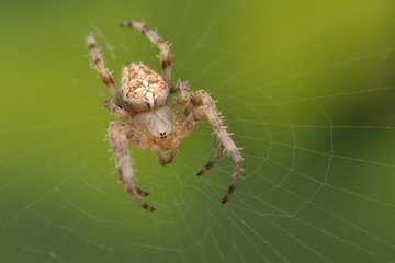 The european garden spider (Araneus diadematus) sitting in the spider net with green background.