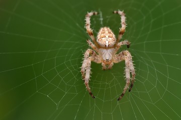 The european garden spider (Araneus diadematus) sitting in the spider net with green background.