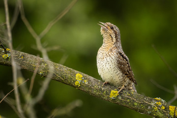 Eurasian Wryneck - Jynx torquilla sitting on the branch