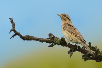 Eurasian Wryneck - Jynx torquilla
