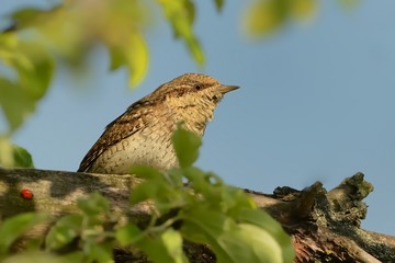 Eurasian Wryneck - Jynx torquilla