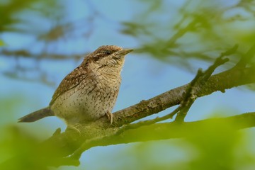 Eurasian Wryneck - Jynx torquilla