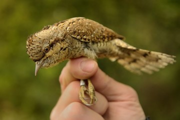 Eurasian Wryneck - Jynx torquilla