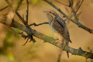 Eurasian Wryneck - Jynx torquilla