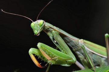 European mantis (Mantis religiosa)