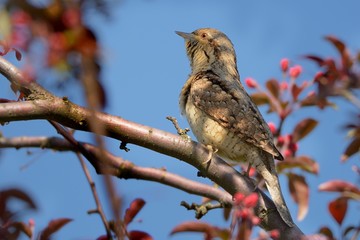 Eurasian Wryneck - Jynx torquilla