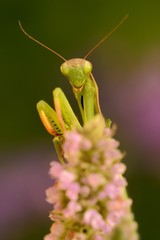 European mantis (Mantis religiosa)