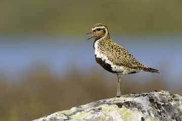 Golden Plover - Pluvialis apricaria