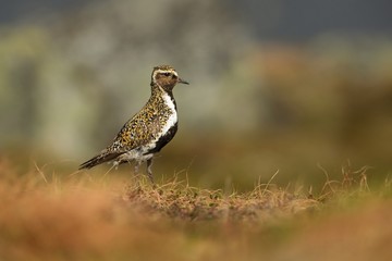 Golden Plover - Pluvialis apricaria