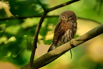 Eurasian Pygmy-Owl