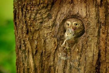Fototapeta premium Eurasian Pygmy-Owl - Glaucidium passerinum