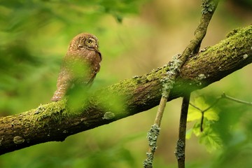 Eurasian Pygmy-Owl - Glaucidium passerinum