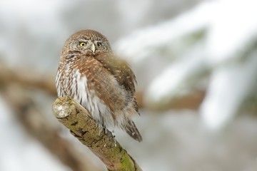 Eurasian Pygmy-Owl - Glaucidium passerinum