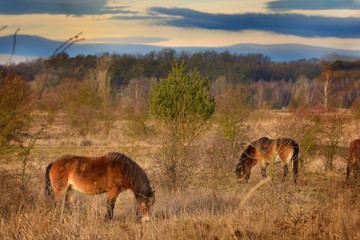 The wild horse (Equus ferus) in the steppe in the early morning enlightened by sunlight rays. View on a horse pasturing in the steppe