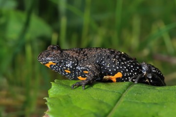 Fototapeta premium The European fire-bellied toad (Bombina bombina) captured close up