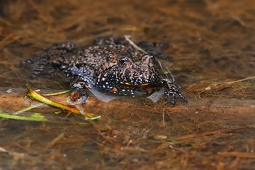 Fire-bellied Toad in the lagoon.