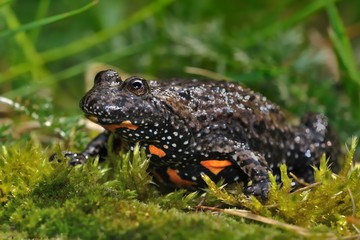The European fire-bellied toad (Bombina bombina)