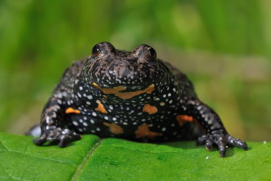 The European fire-bellied toad (Bombina bombina) captured close up