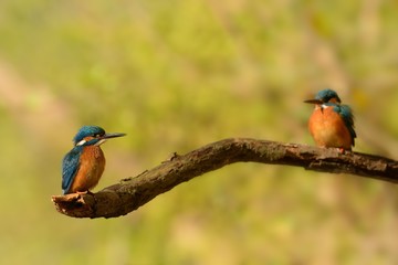 Common Kingfisher - Alcedo atthis male and female - pair