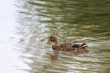 Duck
