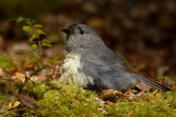 Petroica australis - South Island Robin - toutouwai - endemic New Zealand forest bird sitting on the grounde