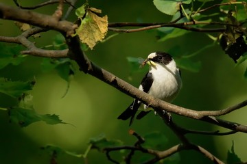 Collared Flycatcher - Ficedula albicollis - black and white male sitting on the oak branch and singing.Green background