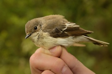 European Pied Flycatcher - Ficedula hypoleuca - female