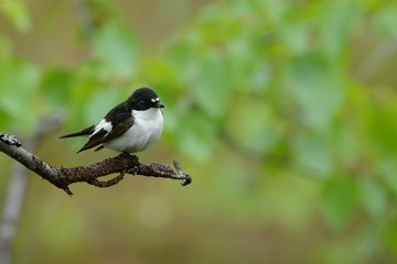 European Pied Flycatcher - Ficedula hypoleuca male