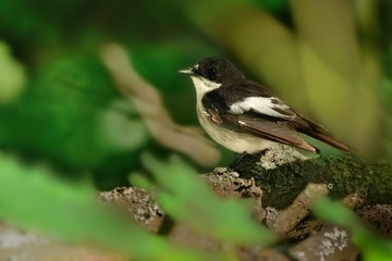 European Pied Flycatcher - Ficedula hypoleuca male