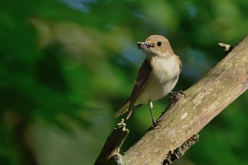 European Pied Flycatcher - Ficedula hypoleuca - female