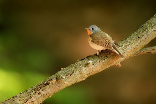 Red-breasted Flycatcher - Ficedula parva