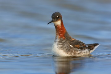 Red-necked Phalarope - Phalaropus lobatus in the morning