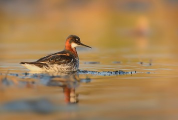 Red-necked Phalarope - Phalaropus lobatus in the morning in the sea